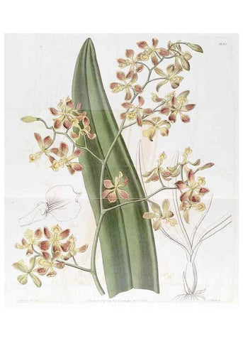Reproducción/Reproduction 49823264607: Edwards's botanical register.. London :James Ridgway,1829-1847.. 
