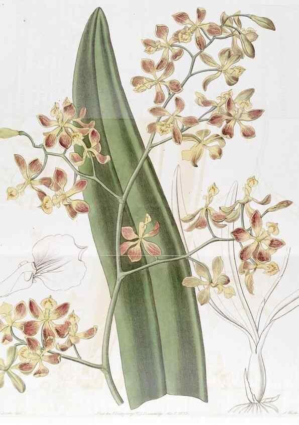 Reproducción/Reproduction 49823264607: Edwards's botanical register.. London :James Ridgway,1829-1847.. 