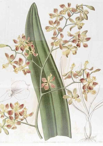 Reproducción/Reproduction 49823264607: Edwards's botanical register.. London :James Ridgway,1829-1847.. 