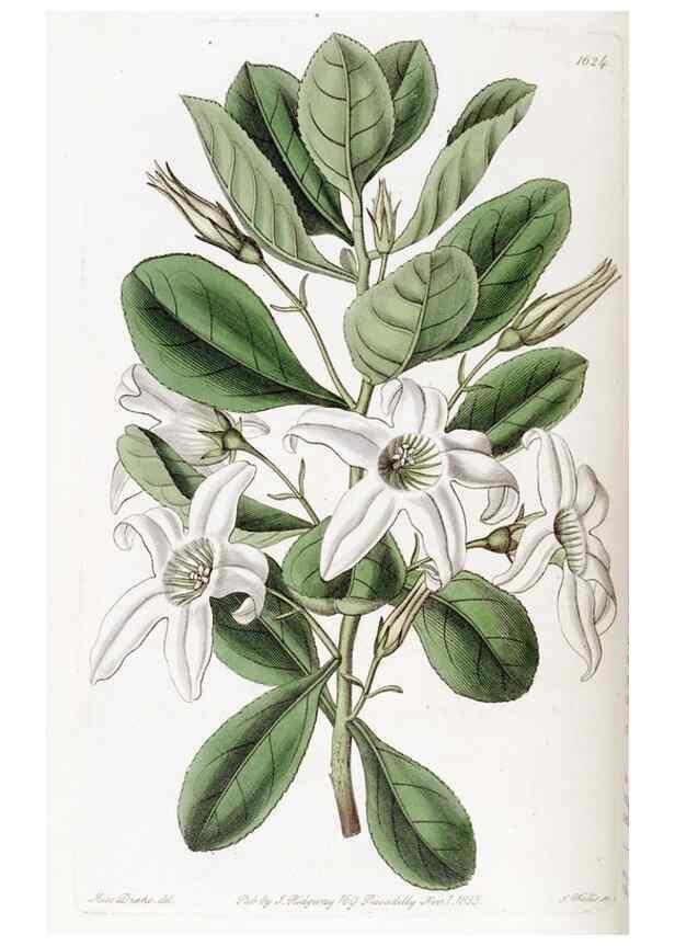 Reproducción/Reproduction 49823265137: Edwards's botanical register.. London :James Ridgway,1829-1847.. 