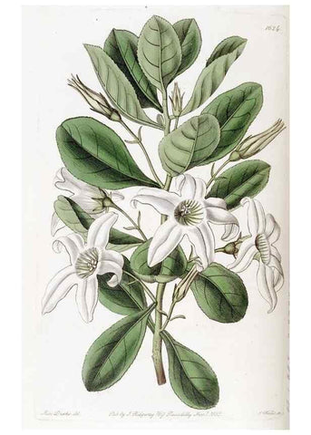 Reproducción/Reproduction 49823265137: Edwards's botanical register.. London :James Ridgway,1829-1847.. 