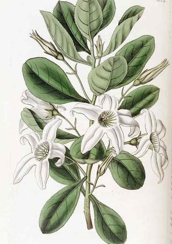 Reproducción/Reproduction 49823265137: Edwards's botanical register.. London :James Ridgway,1829-1847.. 