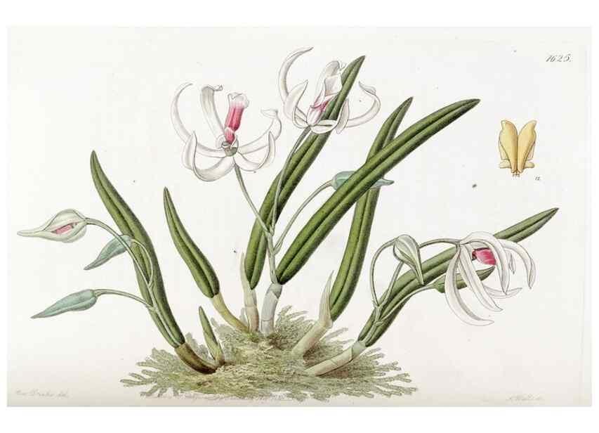 Reproducción/Reproduction 49823265482: Edwards's botanical register.. London :James Ridgway,1829-1847.. 