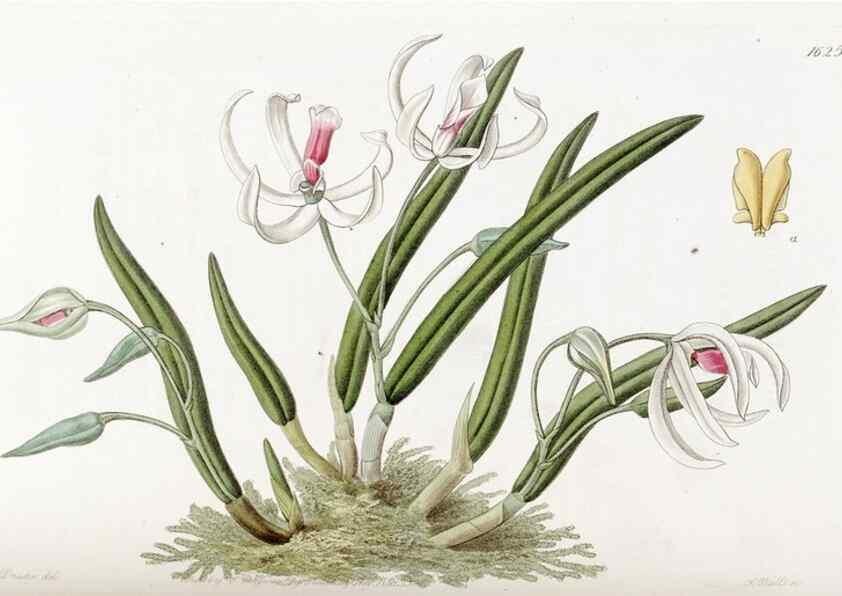 Reproducción/Reproduction 49823265482: Edwards's botanical register.. London :James Ridgway,1829-1847.. 