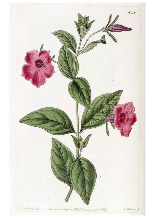 Reproducción/Reproduction 49822414688: Edwards's botanical register.. London :James Ridgway,1829-1847.. 