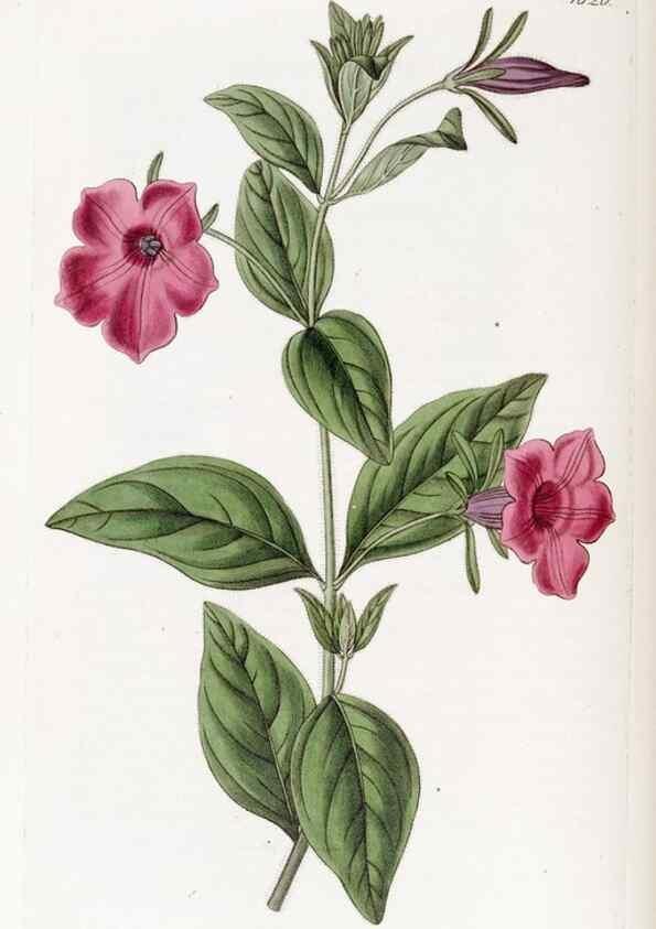 Reproducción/Reproduction 49822414688: Edwards's botanical register.. London :James Ridgway,1829-1847.. 