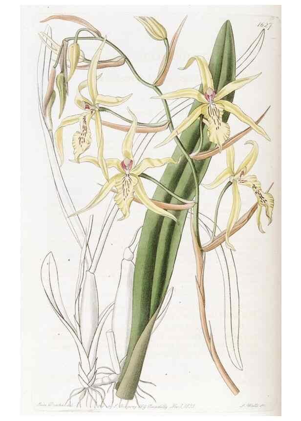 Reproducción/Reproduction 49822415018: Edwards's botanical register.. London :James Ridgway,1829-1847.. 