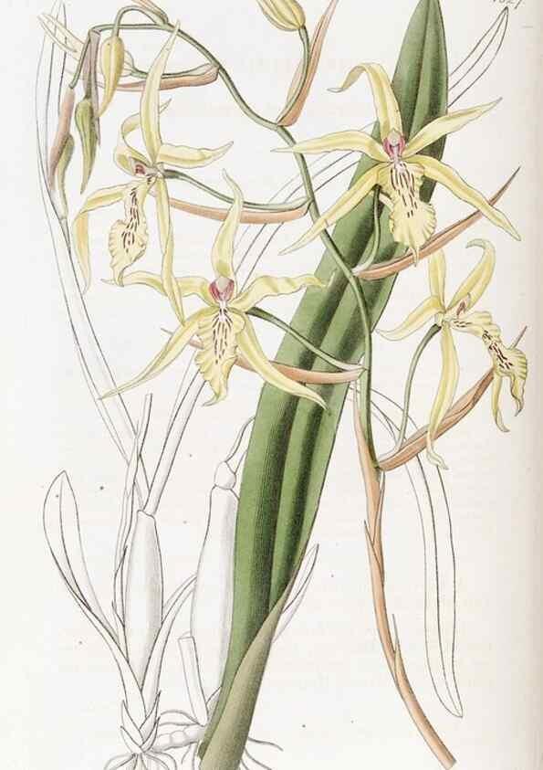Reproducción/Reproduction 49822415018: Edwards's botanical register.. London :James Ridgway,1829-1847.. 