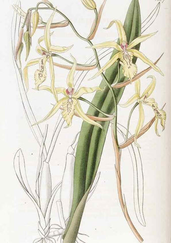 Reproducción/Reproduction 49822415018: Edwards's botanical register.. London :James Ridgway,1829-1847.. 