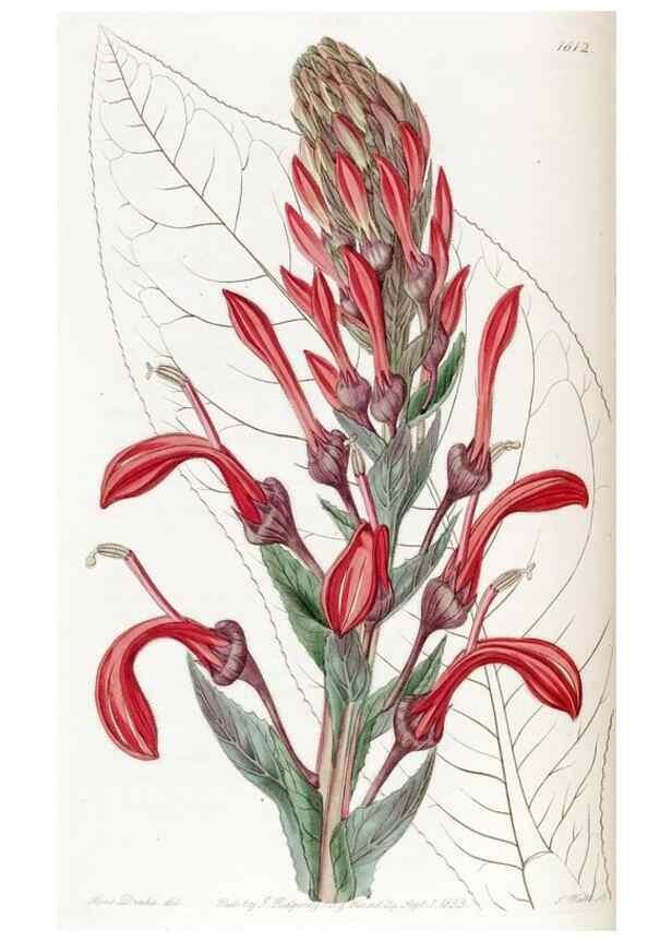 Reproducción/Reproduction 49823259317: Edwards's botanical register.. London :James Ridgway,1829-1847.. 