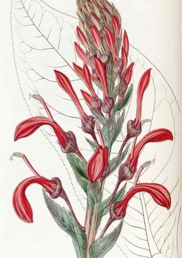 Reproducción/Reproduction 49823259317: Edwards's botanical register.. London :James Ridgway,1829-1847.. 