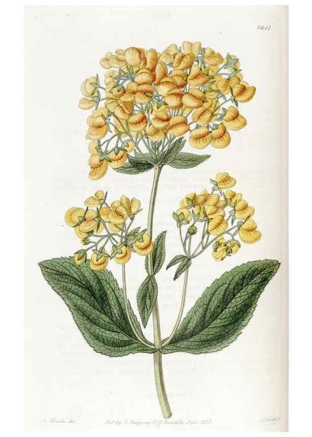 Reproducción/Reproduction 49822941361: Edwards's botanical register.. London :James Ridgway,1829-1847.. 