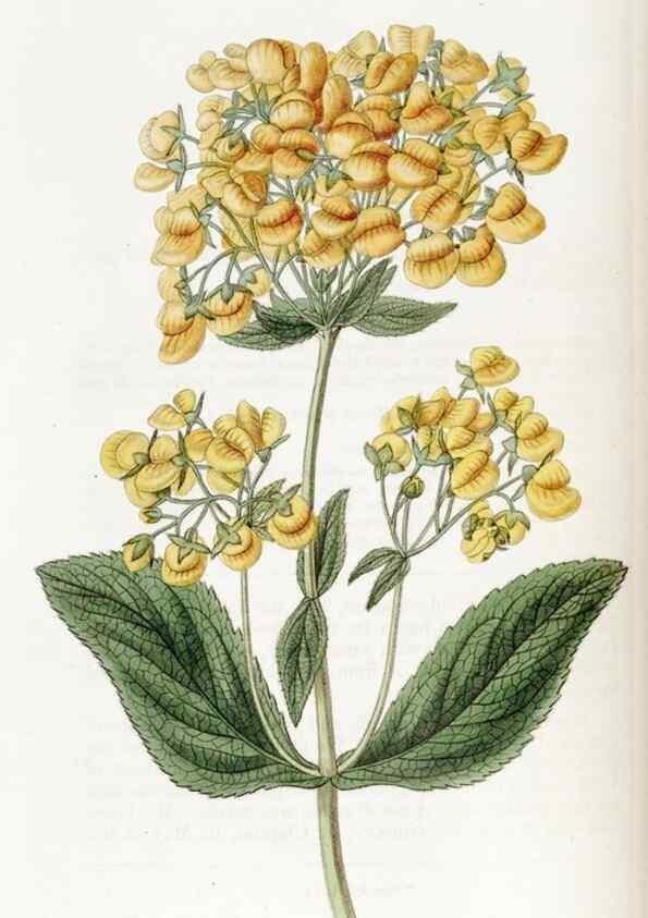 Reproducción/Reproduction 49822941361: Edwards's botanical register.. London :James Ridgway,1829-1847.. 