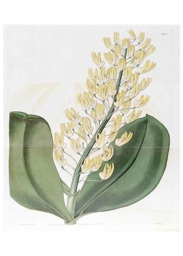 Reproducción/Reproduction 49822940796: Edwards's botanical register.. London :James Ridgway,1829-1847.. 