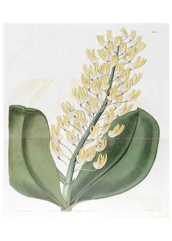 Reproducción/Reproduction 49822940796: Edwards's botanical register.. London :James Ridgway,1829-1847.. 