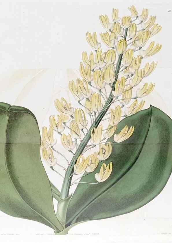 Reproducción/Reproduction 49822940796: Edwards's botanical register.. London :James Ridgway,1829-1847.. 