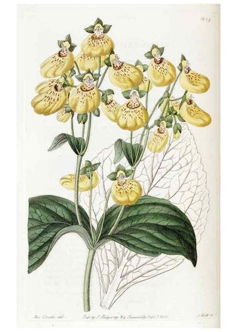 Reproducción/Reproduction 49822940346: Edwards's botanical register.. London :James Ridgway,1829-1847.. 