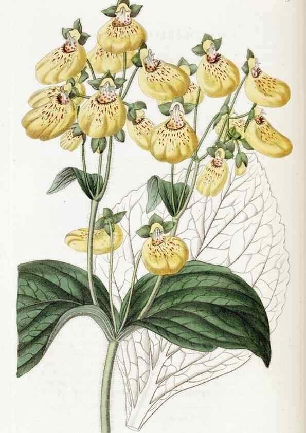 Reproducción/Reproduction 49822940346: Edwards's botanical register.. London :James Ridgway,1829-1847.. 