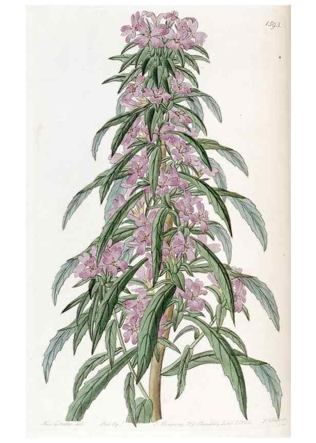Reproducción/Reproduction 49822933851: Edwards's botanical register.. London :James Ridgway,1829-1847.. 