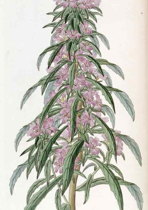 Reproducción/Reproduction 49822933851: Edwards's botanical register.. London :James Ridgway,1829-1847.. 