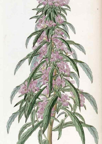 Reproducción/Reproduction 49822933851: Edwards's botanical register.. London :James Ridgway,1829-1847.. 