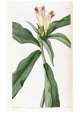 Reproducción/Reproduction 49822934331: Edwards's botanical register.. London :James Ridgway,1829-1847.. 