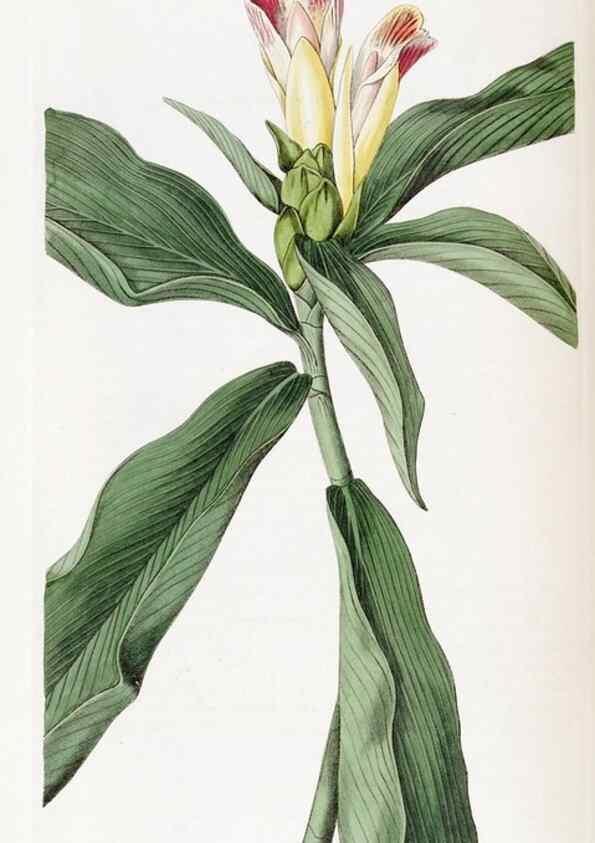 Reproducción/Reproduction 49822934331: Edwards's botanical register.. London :James Ridgway,1829-1847.. 