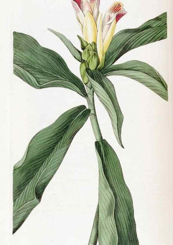 Reproducción/Reproduction 49822934331: Edwards's botanical register.. London :James Ridgway,1829-1847.. 
