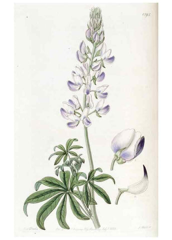 Reproducción/Reproduction 49822401253: Edwards's botanical register.. London :James Ridgway,1829-1847.. 