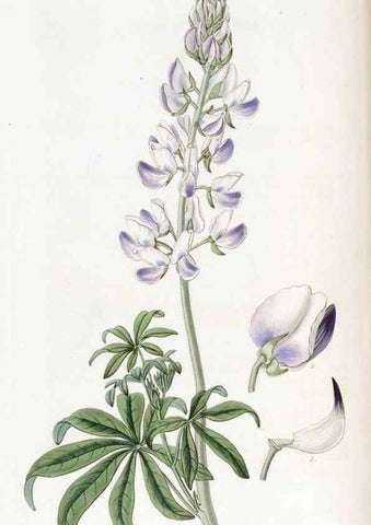 Reproducción/Reproduction 49822401253: Edwards's botanical register.. London :James Ridgway,1829-1847.. 