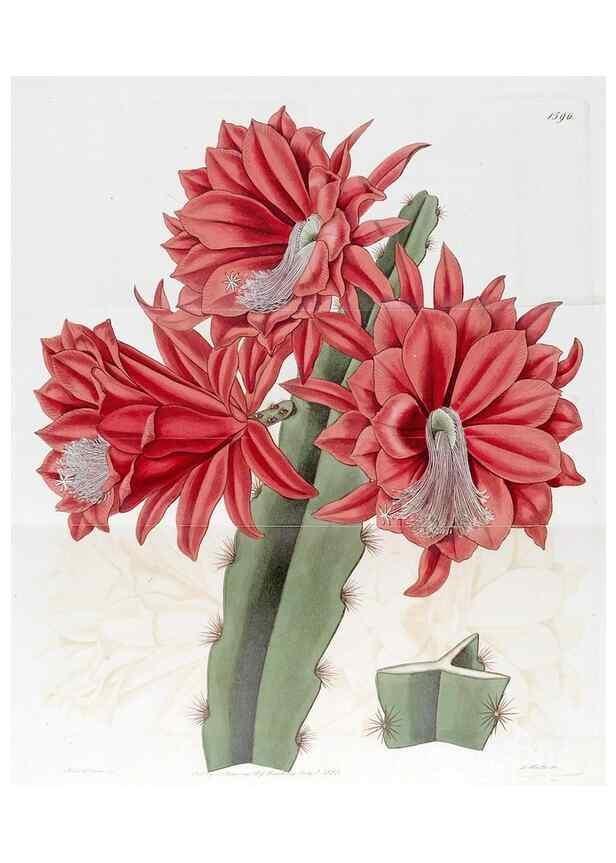 Reproducción/Reproduction 49823252722: Edwards's botanical register.. London :James Ridgway,1829-1847.. 