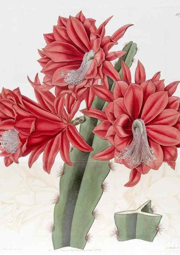 Reproducción/Reproduction 49823252722: Edwards's botanical register.. London :James Ridgway,1829-1847.. 