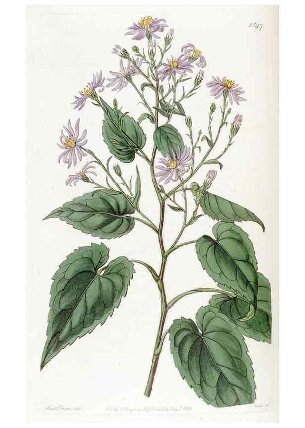 Reproducción/Reproduction 49823253252: Edwards's botanical register.. London :James Ridgway,1829-1847.. 