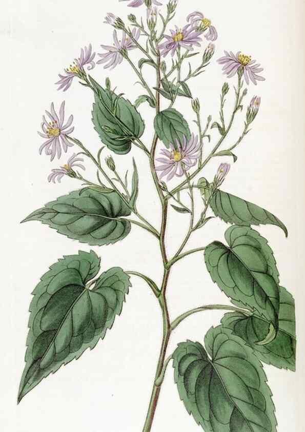 Reproducción/Reproduction 49823253252: Edwards's botanical register.. London :James Ridgway,1829-1847.. 