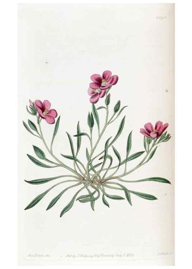 Reproducción/Reproduction 49822402428: Edwards's botanical register.. London :James Ridgway,1829-1847.. 