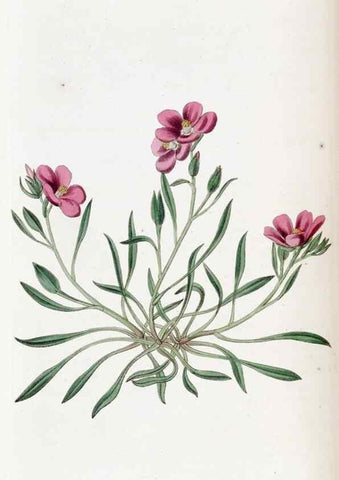 Reproducción/Reproduction 49822402428: Edwards's botanical register.. London :James Ridgway,1829-1847.. 