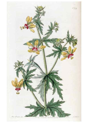 Reproducción/Reproduction 49822936316: Edwards's botanical register.. London :James Ridgway,1829-1847.. 
