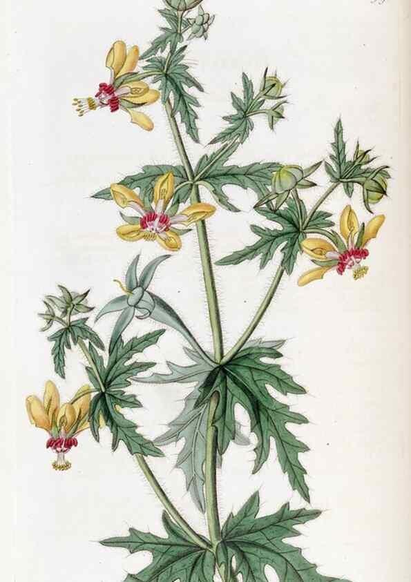 Reproducción/Reproduction 49822936316: Edwards's botanical register.. London :James Ridgway,1829-1847.. 