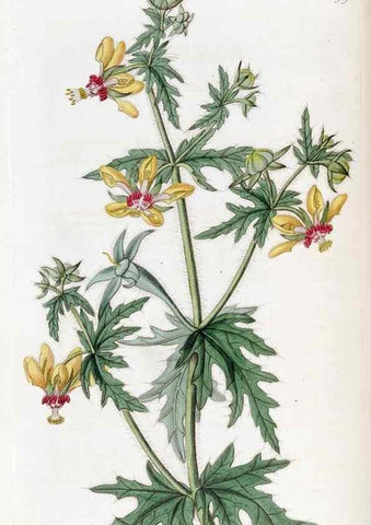 Reproducción/Reproduction 49822936316: Edwards's botanical register.. London :James Ridgway,1829-1847.. 