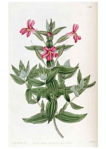 Reproducción/Reproduction 49822933101: Edwards's botanical register.. London :James Ridgway,1829-1847.. 