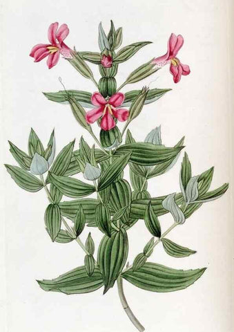 Reproducción/Reproduction 49822933101: Edwards's botanical register.. London :James Ridgway,1829-1847.. 
