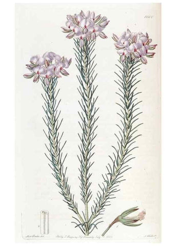 Reproducción/Reproduction 49822936686: Edwards's botanical register.. London :James Ridgway,1829-1847.. 