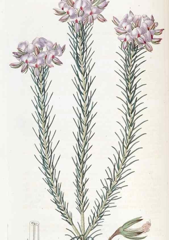 Reproducción/Reproduction 49822936686: Edwards's botanical register.. London :James Ridgway,1829-1847.. 