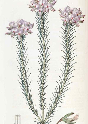 Reproducción/Reproduction 49822936686: Edwards's botanical register.. London :James Ridgway,1829-1847.. 