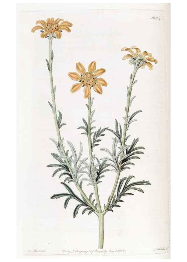 Reproducción/Reproduction 49822404188: Edwards's botanical register.. London :James Ridgway,1829-1847.. 