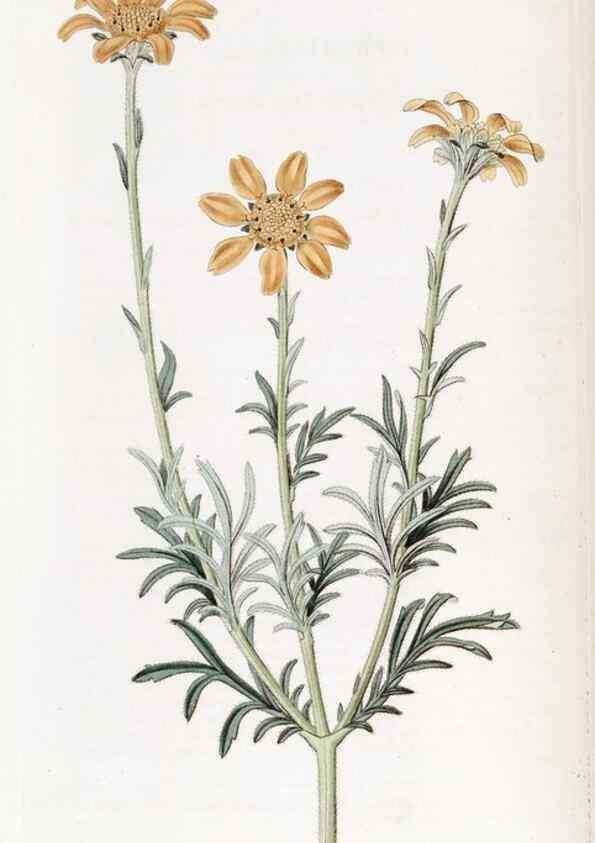 Reproducción/Reproduction 49822404188: Edwards's botanical register.. London :James Ridgway,1829-1847.. 