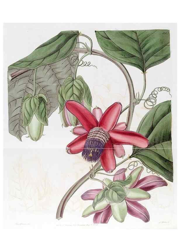 Reproducción/Reproduction 49822404688: Edwards's botanical register.. London :James Ridgway,1829-1847.. 