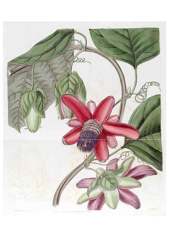 Reproducción/Reproduction 49822404688: Edwards's botanical register.. London :James Ridgway,1829-1847.. 