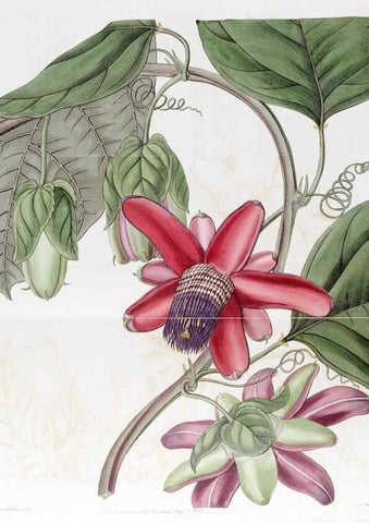 Reproducción/Reproduction 49822404688: Edwards's botanical register.. London :James Ridgway,1829-1847.. 
