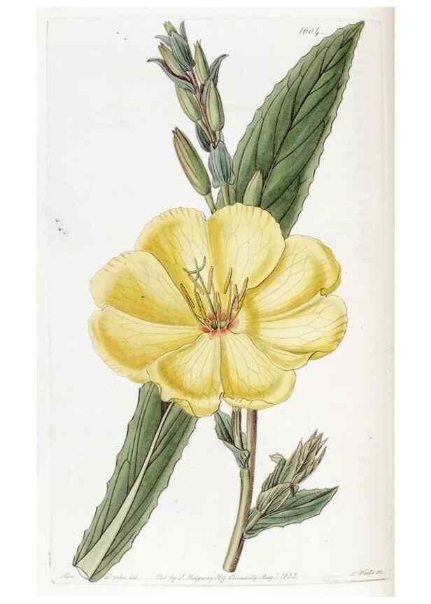 Reproducción/Reproduction 49823256082: Edwards's botanical register.. London :James Ridgway,1829-1847.. 